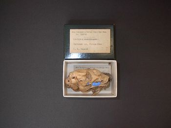 Media type: image;   Mammalogy 14571
